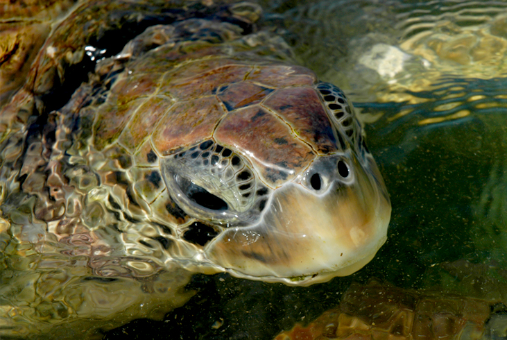 The turtles at the Cayman Turtle Farm